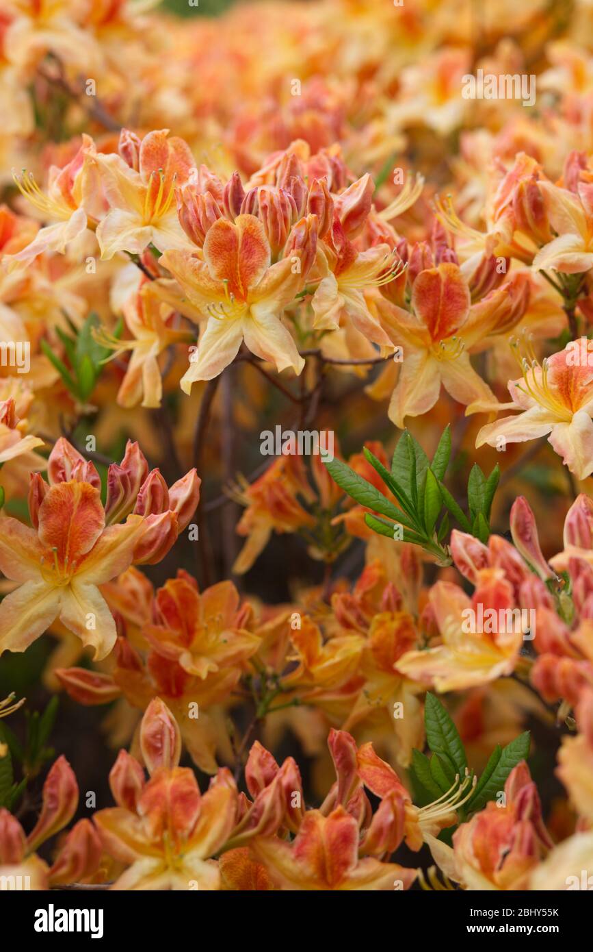 azalea alice de stuers, orange and yellow, flower bush Stock Photo