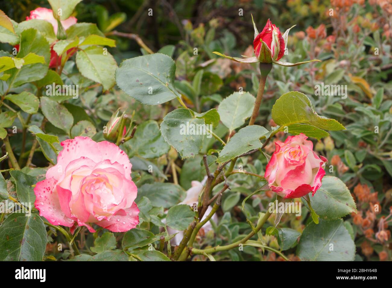 Pink roses with dewdrops in a garden during spring Stock Photo - Alamy