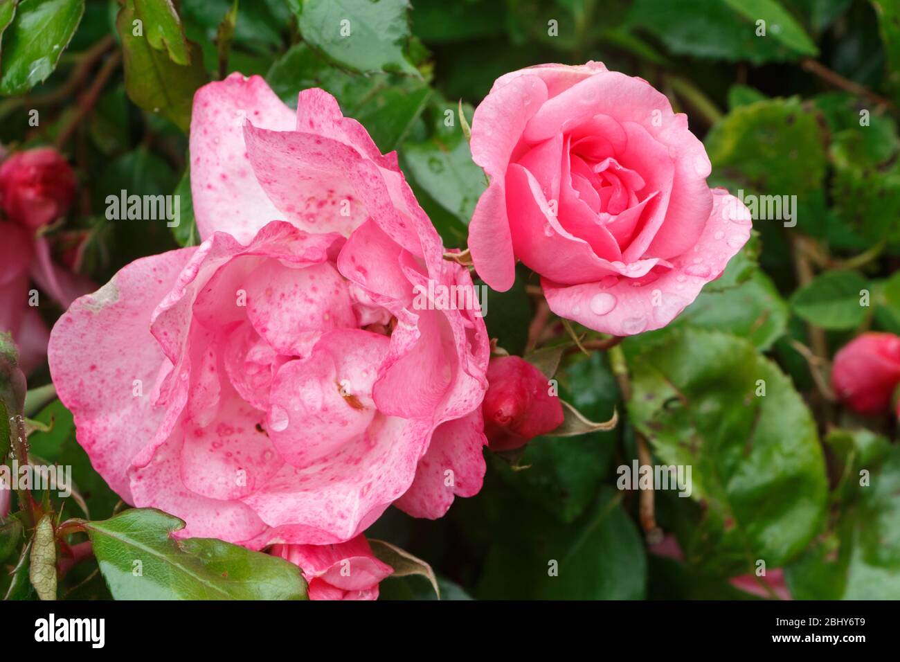 Pink roses with dewdrops in a garden during spring Stock Photo - Alamy