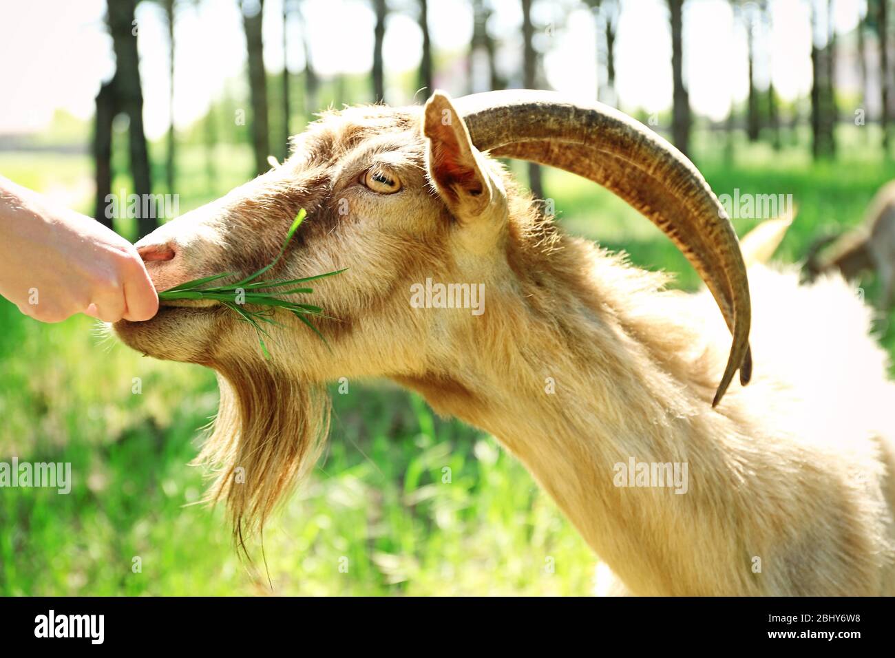 Agathe hi-res stock photography and images - Page 41 - Alamy