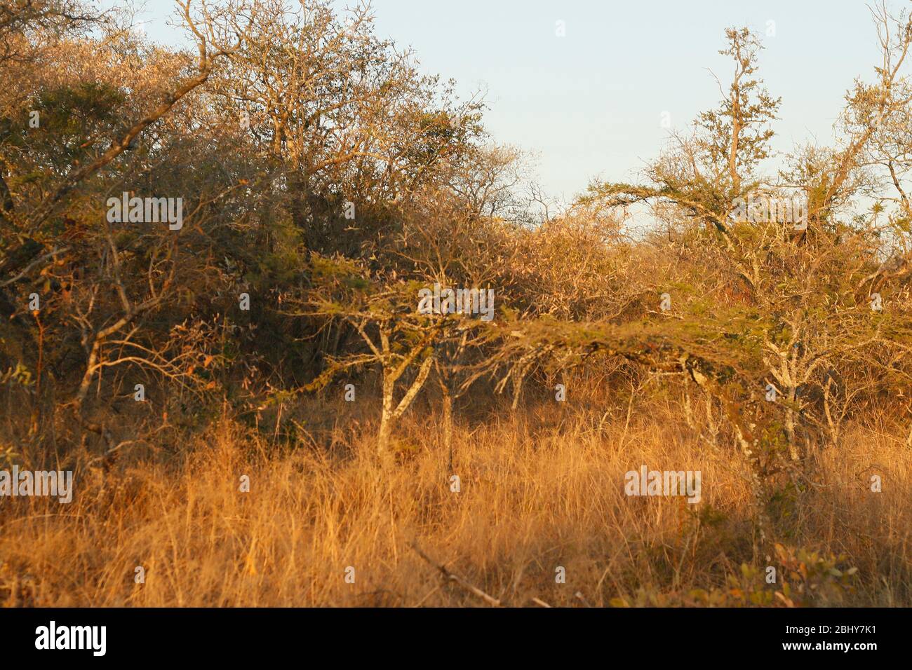 Timbavati Game Reserve, South Africa Stock Photo Alamy