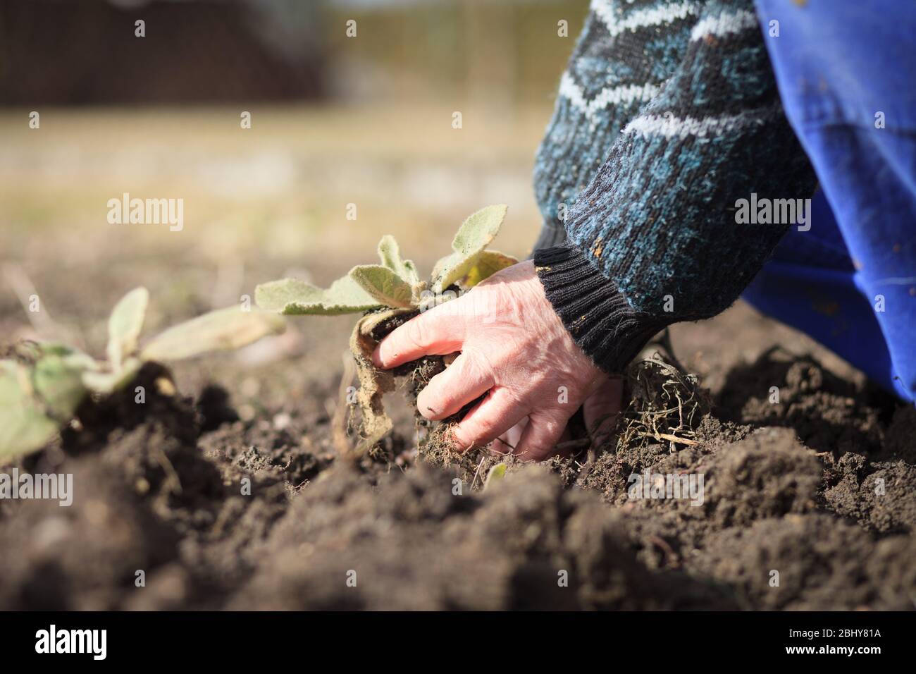 An old hand of active senior pulling out weed of his huge botanic ...