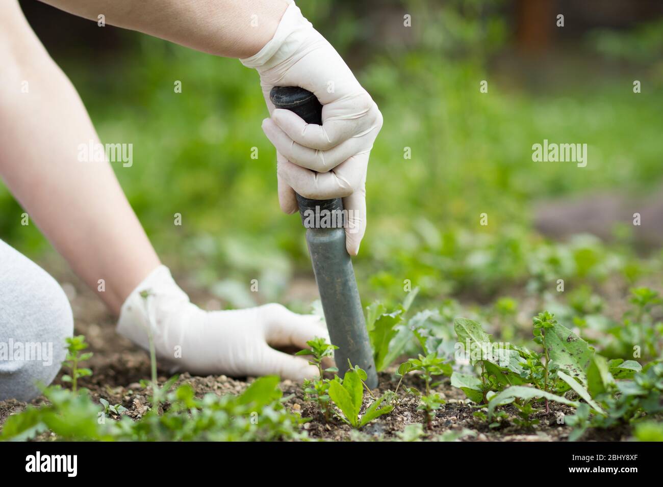 A senior woman pulling out some weeds with lush black lawn on her huge, big  botanic garden, gardening concept Stock Photo - Alamy, image size:1300x956