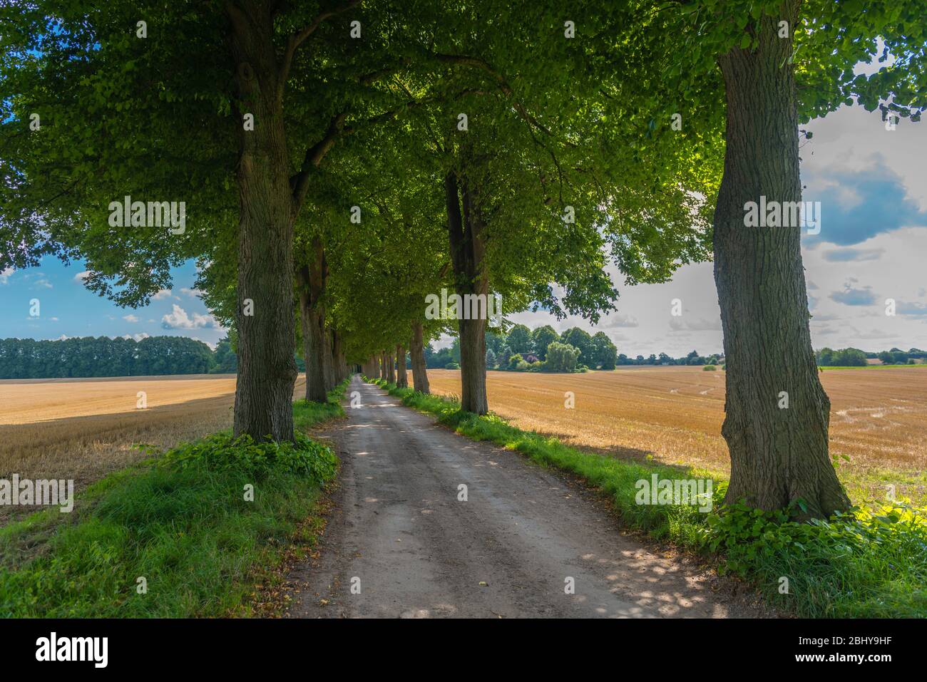 Alley, with award 'Schoene Allee 2010' or 'Beautiful Alley', Bad Malente-Rachut, District Ostholstein, Schleswig-Holstein, North Germany, Europe Stock Photo