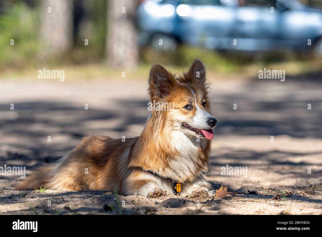 Pembroke sheltie cheap