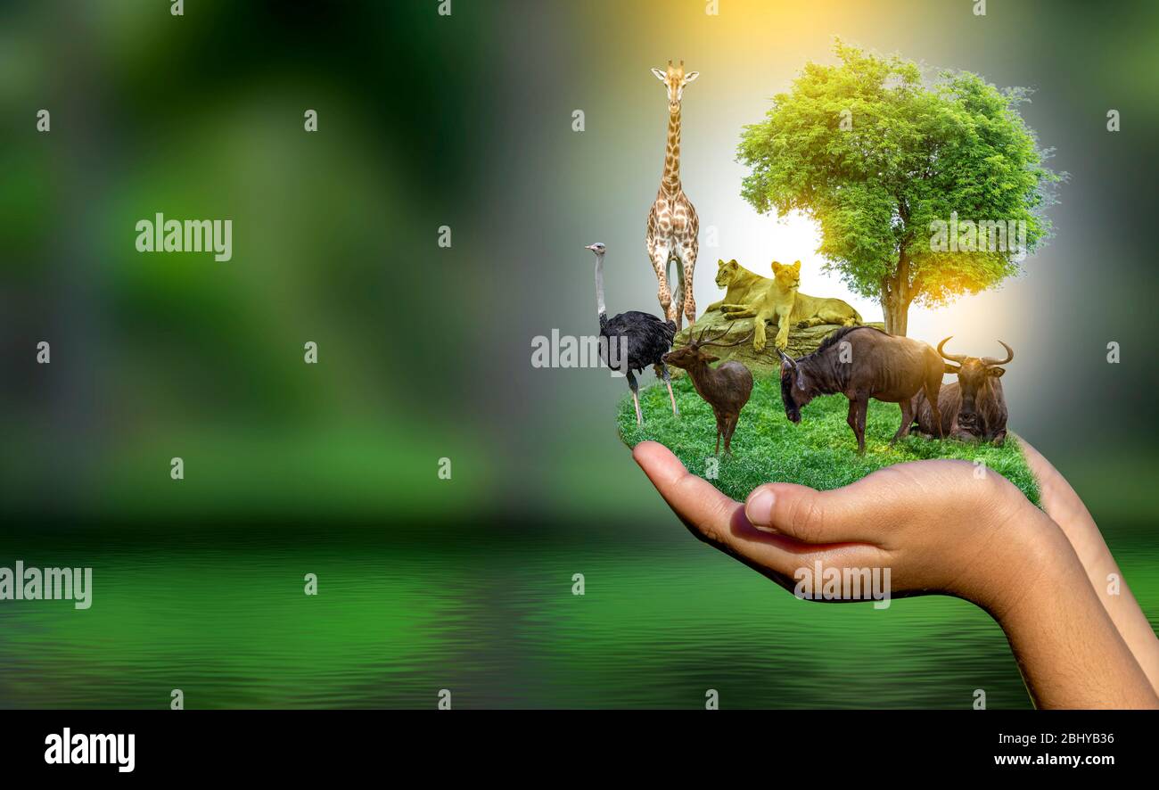 Wildlife Conservation Day Wild animals to the home. Or wildlife protection  Stock Photo - Alamy