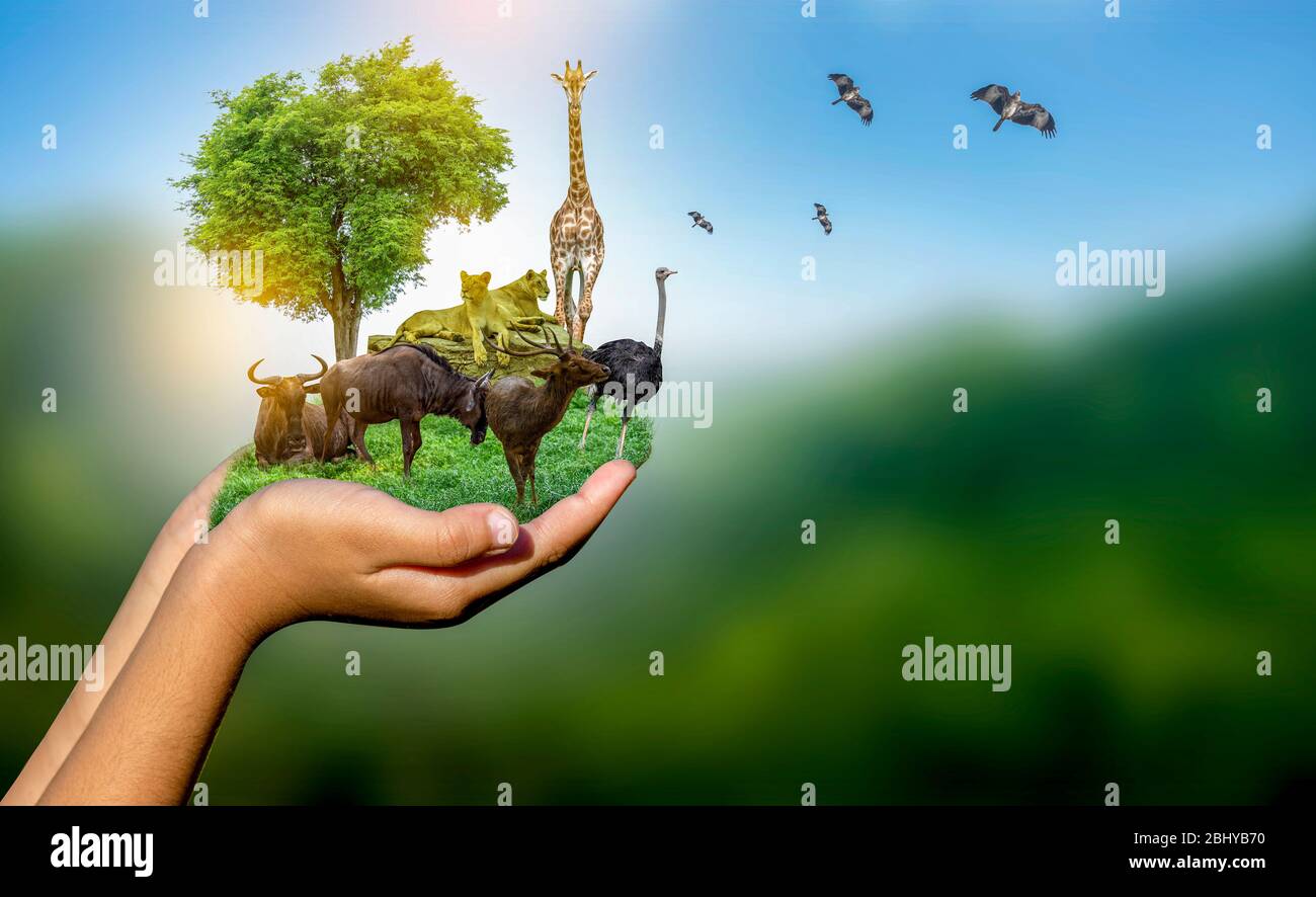 Wildlife Conservation Day Wild animals to the home. Or wildlife