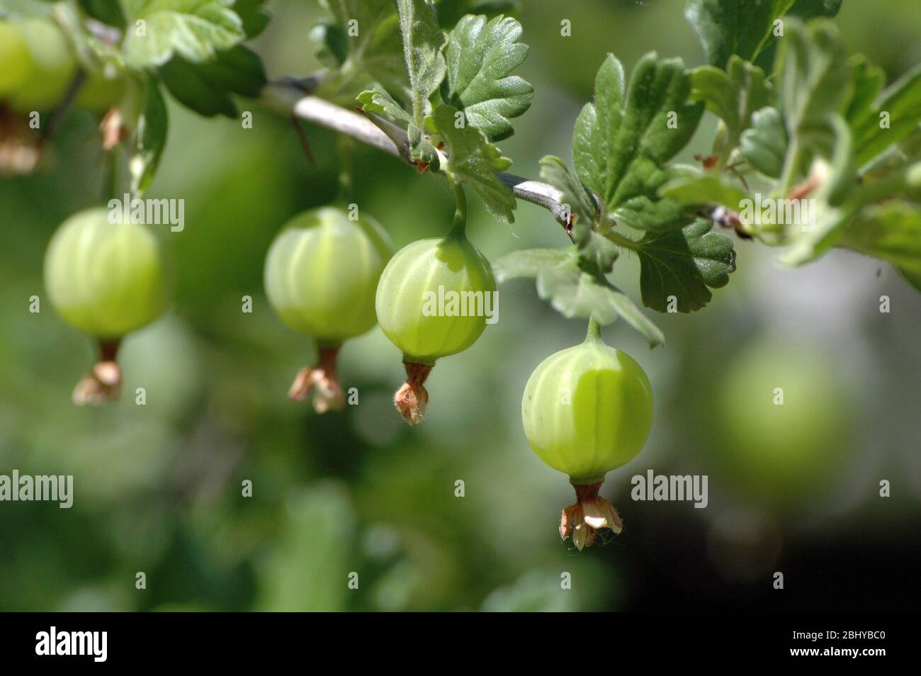 Gooseberry plant berries leaves hi-res stock photography and images - Alamy