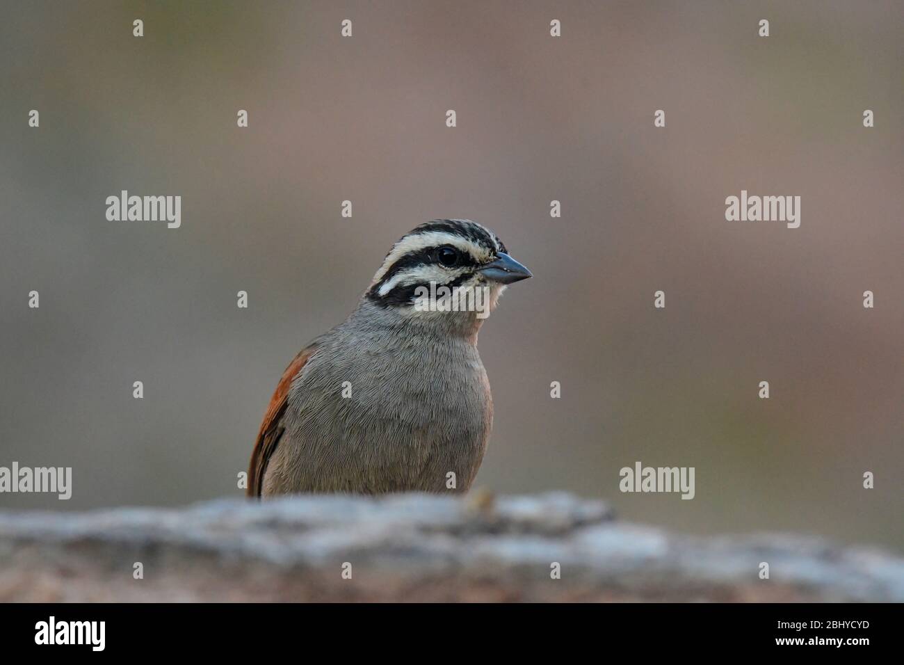 Bird watching in Africa. Stock Photo