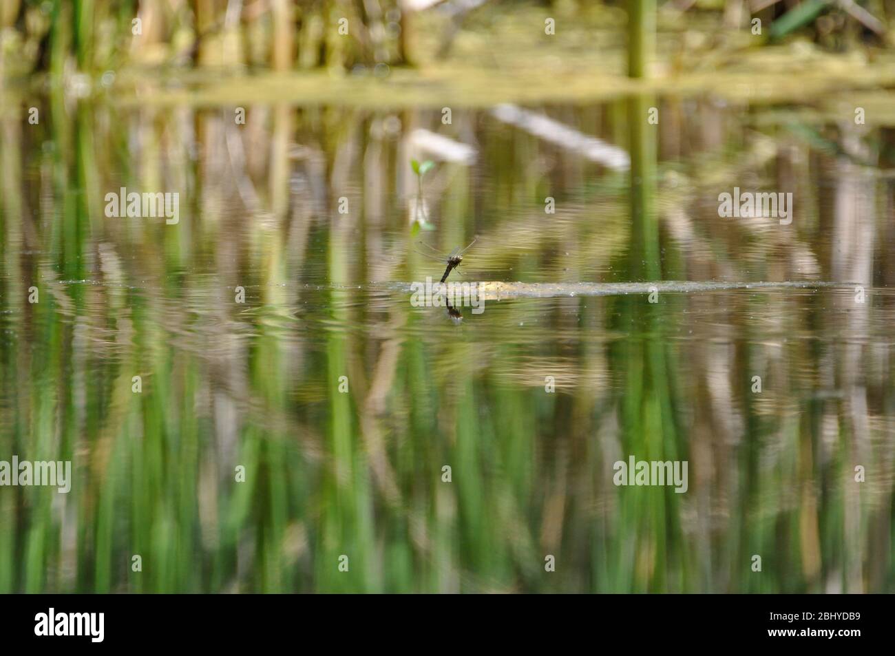 Am Ruheforst in Strausberg (Brandenburg) gab es 2017 noch ein Gewässer mit Vierflecklibellen (Libellula quadrimaculata) Stock Photo