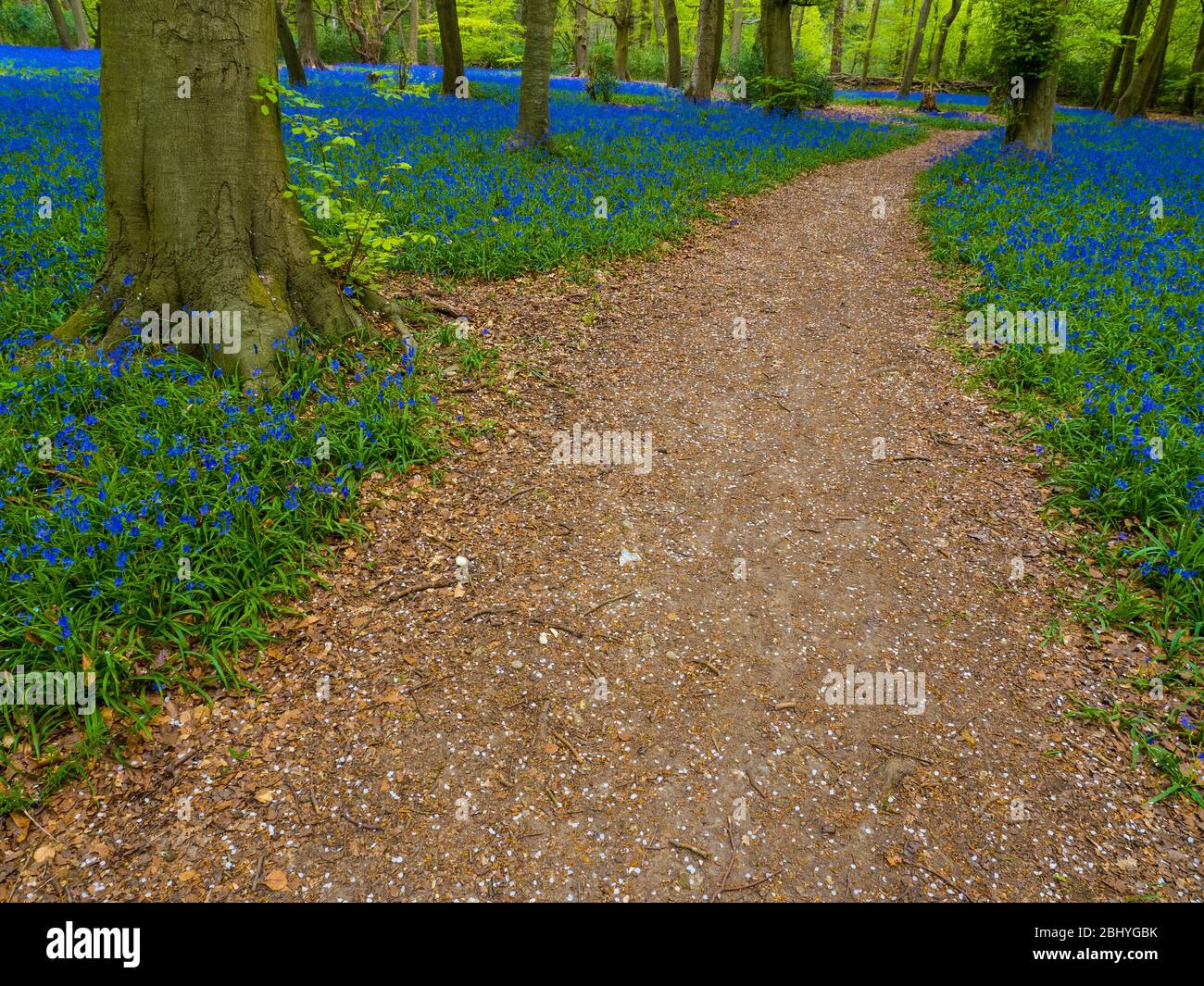 Spring Bluebell Woodland, Pockets Piece Wood, Checkendon, Oxfordshire, England, UK, GB. Stock Photo