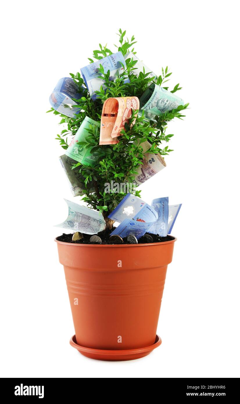 Money tree isolated on white Stock Photo - Alamy