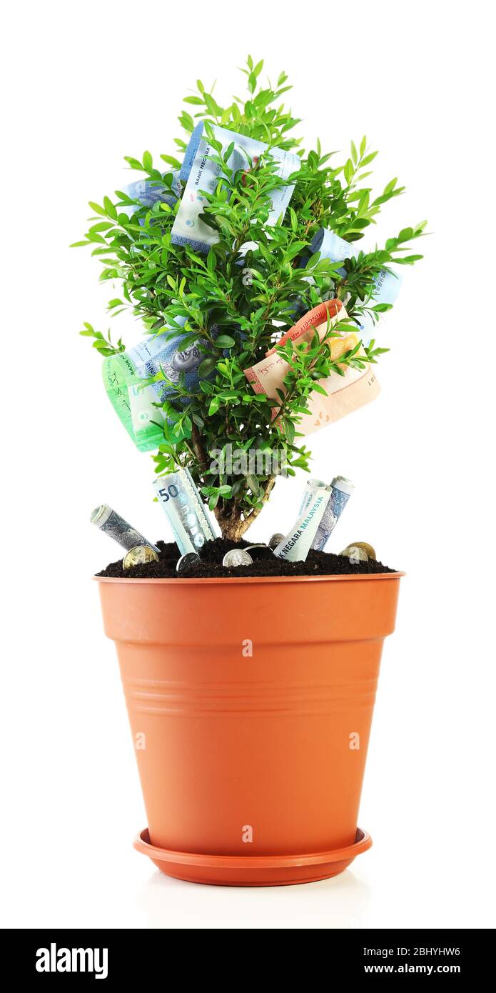 Money tree isolated on white Stock Photo - Alamy