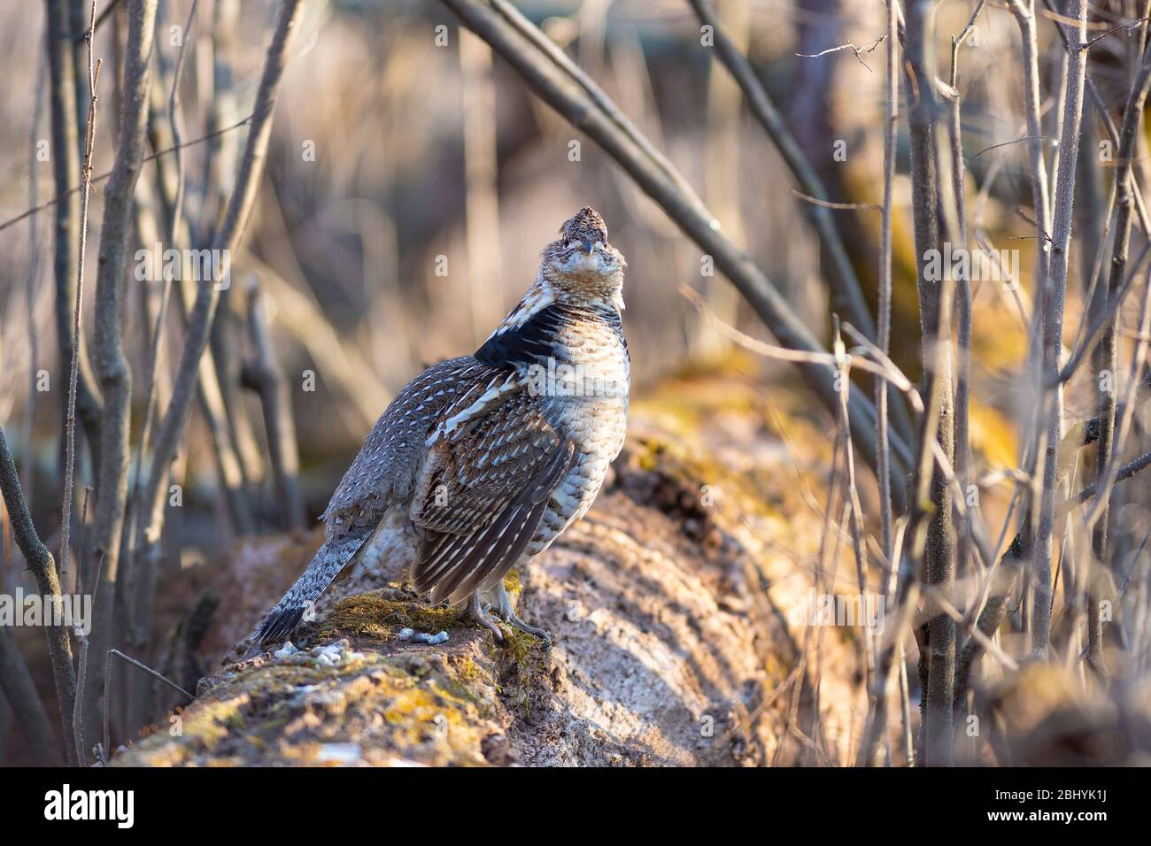 A Male Ruffed Grouse drumming in the spring on a log in Minnesota Stock Photo