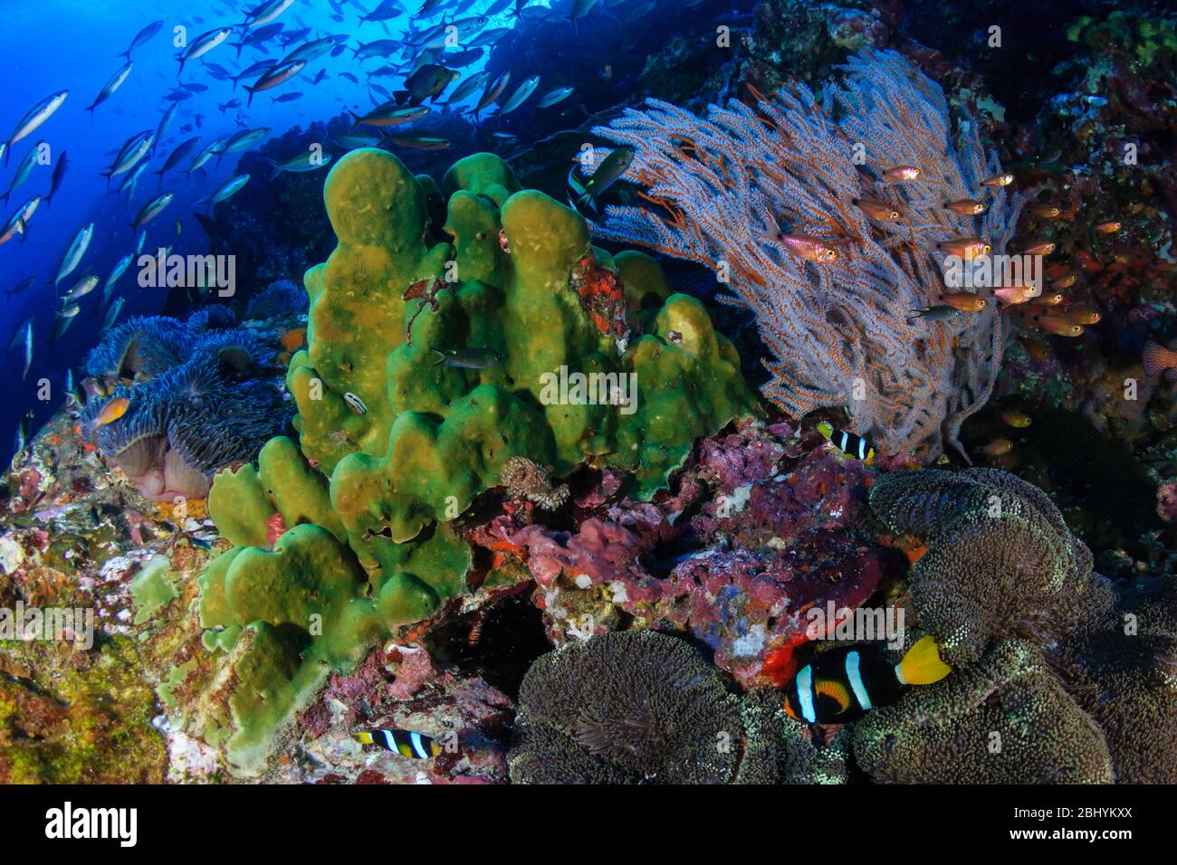A family of cute Clownfish (Clark's Anemonefish) surrounded by tropical  fish on a healthy, colorful coral reef Stock Photo - Alamy
