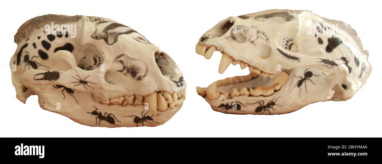 Two decorated badger skulls Stock Photo