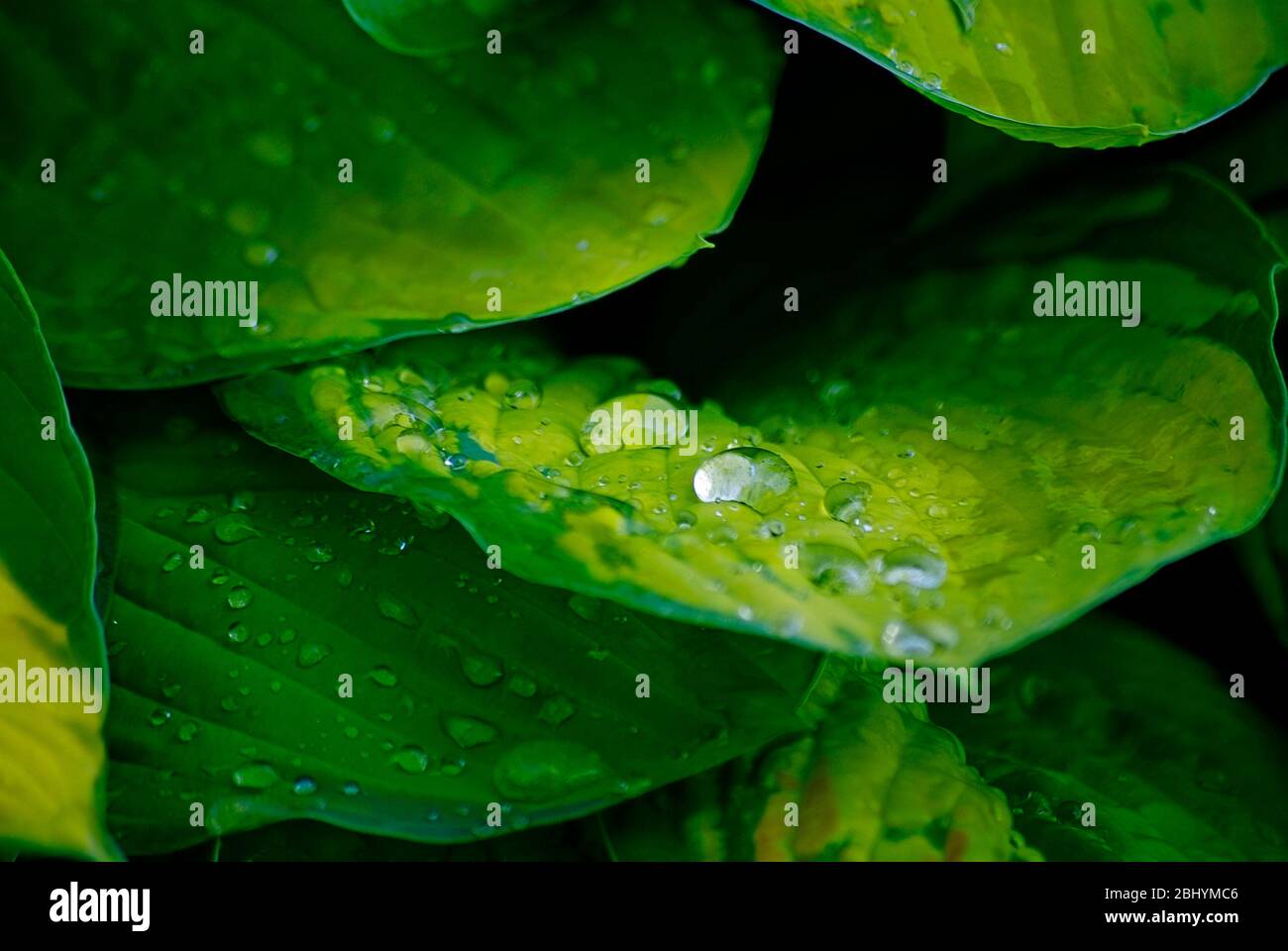 Raindrops form pearls on a leaf and shine in the incident light. Stock Photo