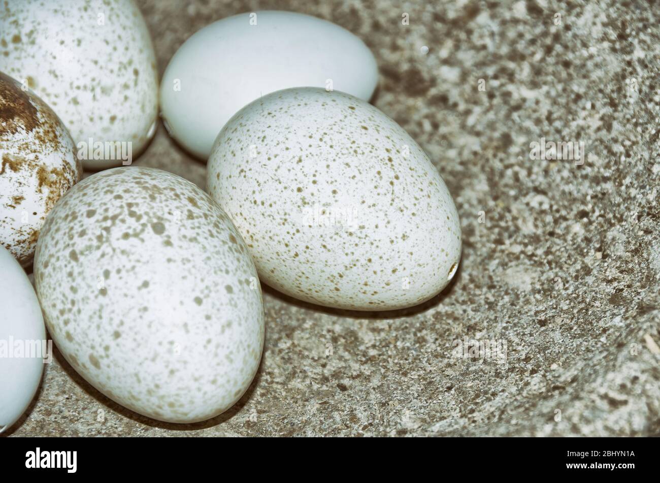 White Speckled And Blown Out Bird Eggs Are Placed As Easter Eggs In A Stone Bowl Stock Photo Alamy