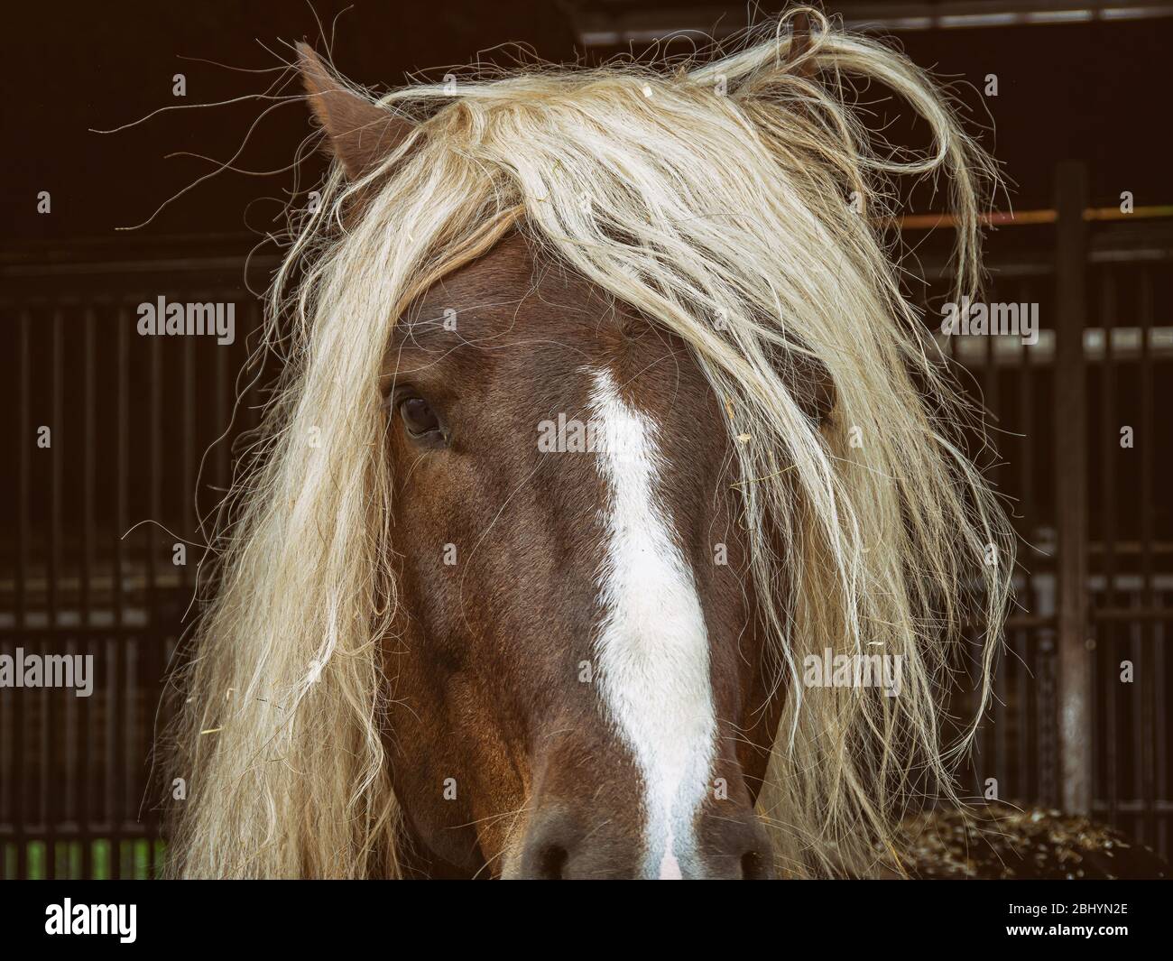 Blond Horse Genetics - wide 2