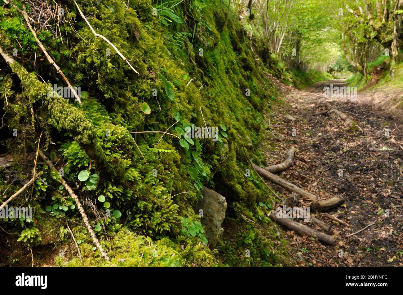 A moss, navelwort and fern covered north facing bank of a sunken lane on Exmoor. Somerset, UK Stock Photo