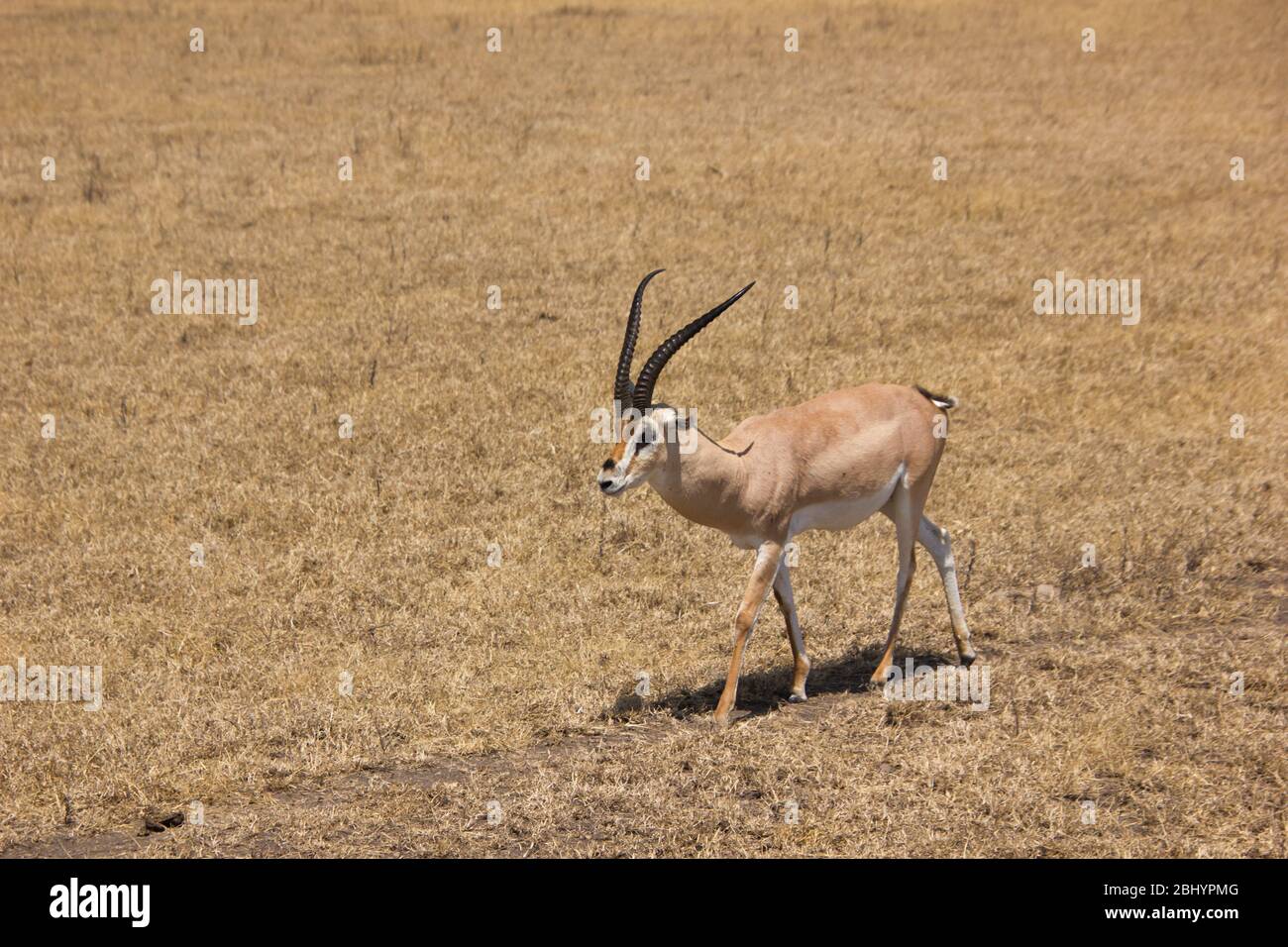 Gazelle Walking High Resolution Stock Photography and Images - Alamy