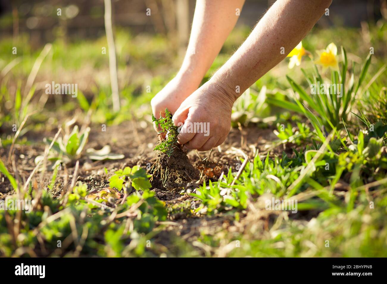 Senior man pulling out some weeds at his huge garden during spring time,  clearing garden after winter Stock Photo - Alamy, image size:1300x956