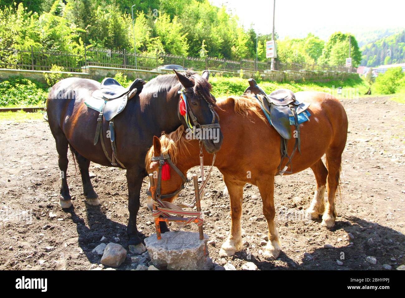 Pair of beautiful horses, outdoors Stock Photo