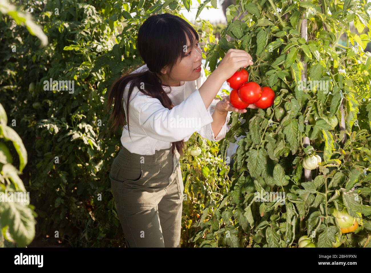 Portrait of young Asian woman harvesting ripe red tomatoes in her ...