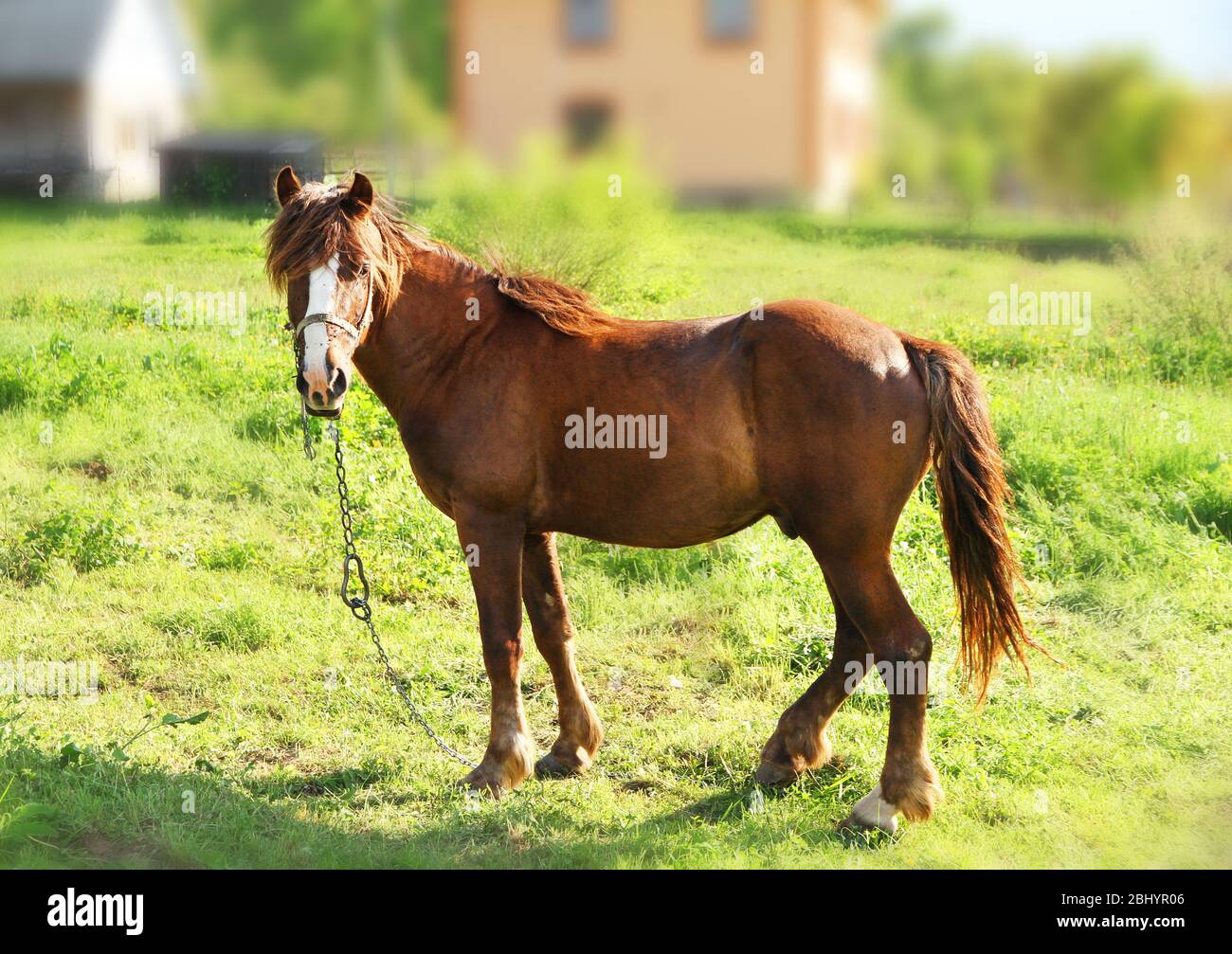 Beautiful brown horse in pasture Stock Photo - Alamy