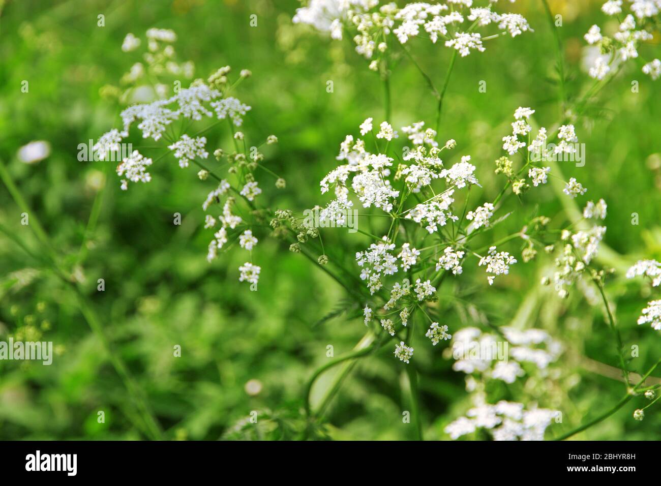 Small White Flowers Growing In Forest. Wildflowers In Summer. Stock Photo,  Picture and Royalty Free Image. Image 60230537.