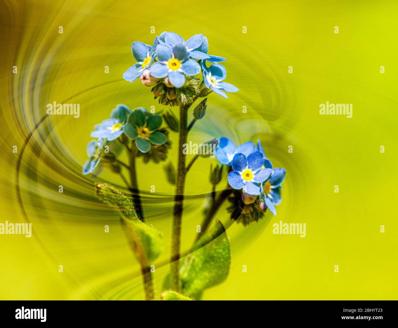 Forget Me Nots windswept wild blue flowers Stock Photo