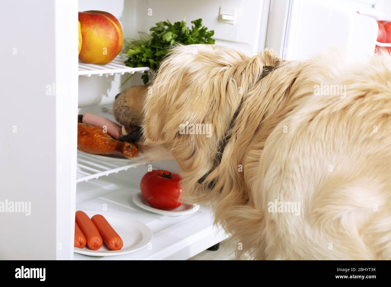 Cute Labrador near fridge in kitchen Stock Photo - Alamy
