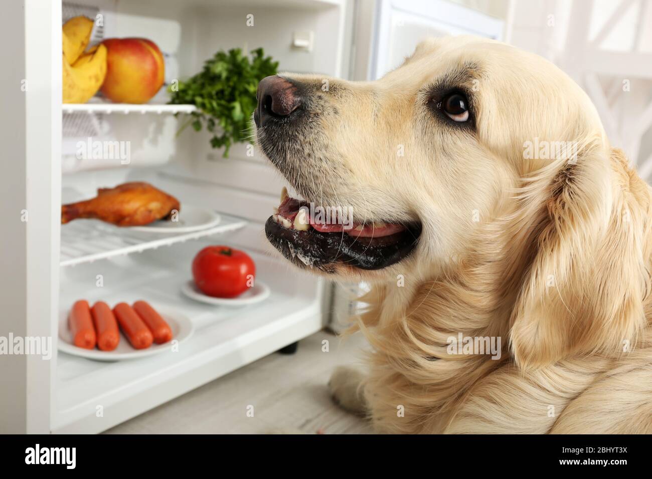Cute Labrador near fridge in kitchen Stock Photo - Alamy