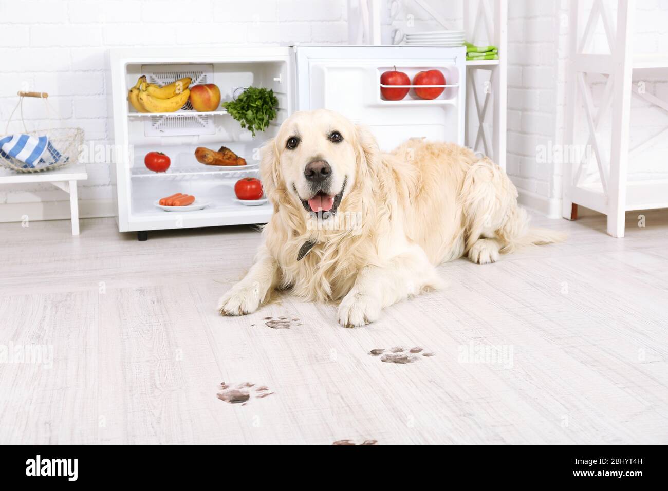 Labrador near fridge and muddy paw prints on wooden floor in kitchen
