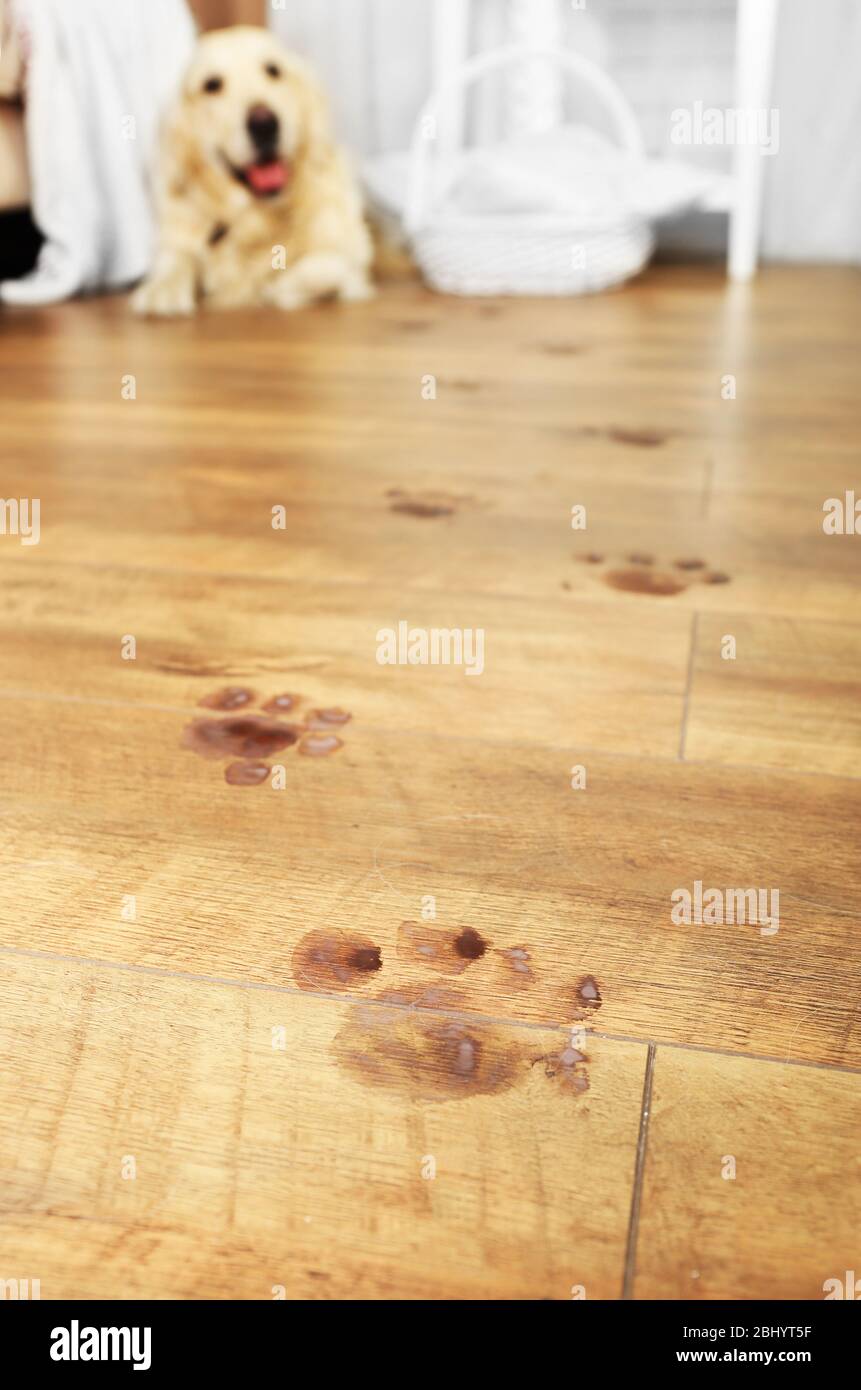 Cute Labrador and muddy paw prints on wooden floor in room Stock Photo