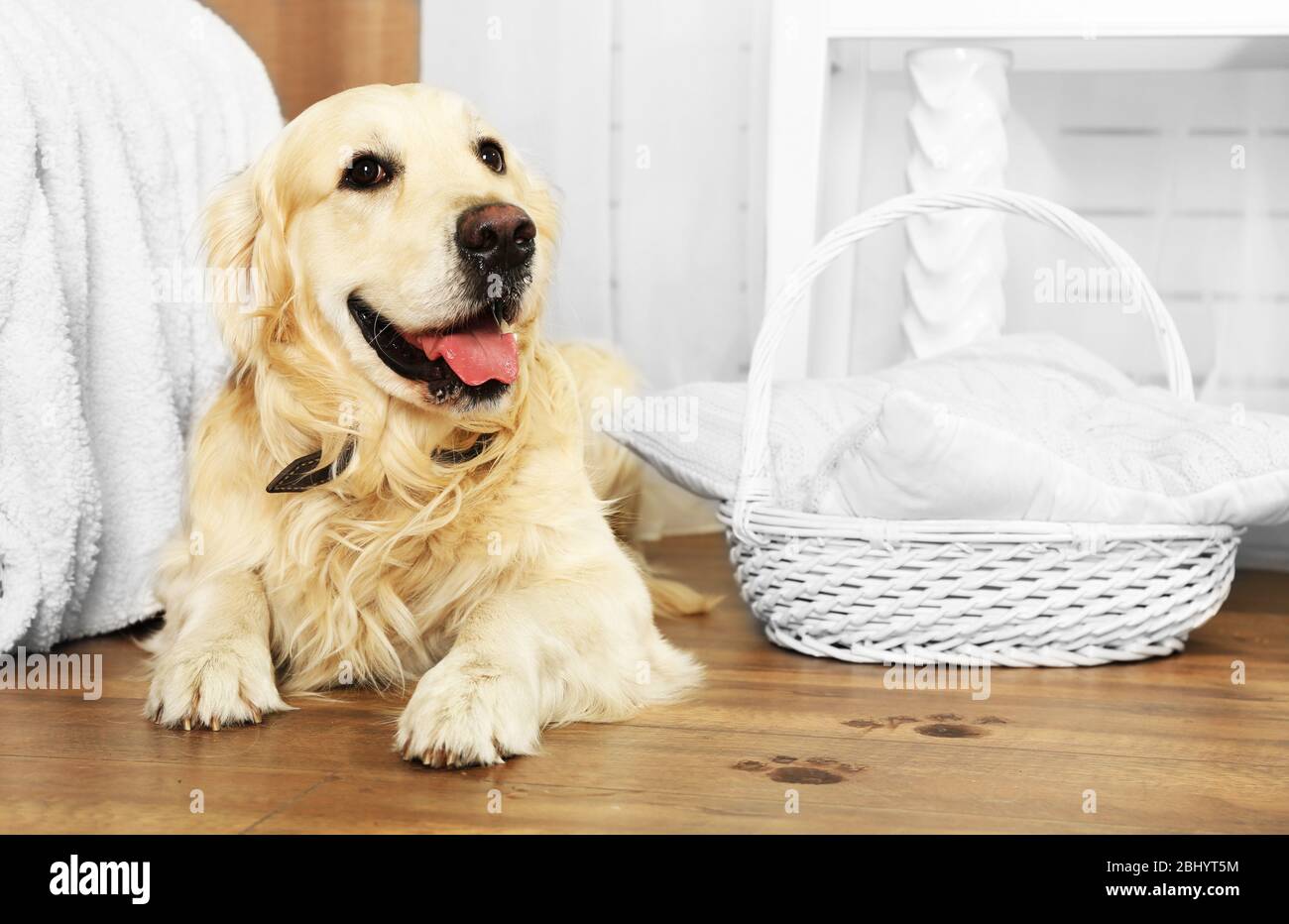 Cute Labrador and muddy paw prints on wooden floor in room Stock Photo