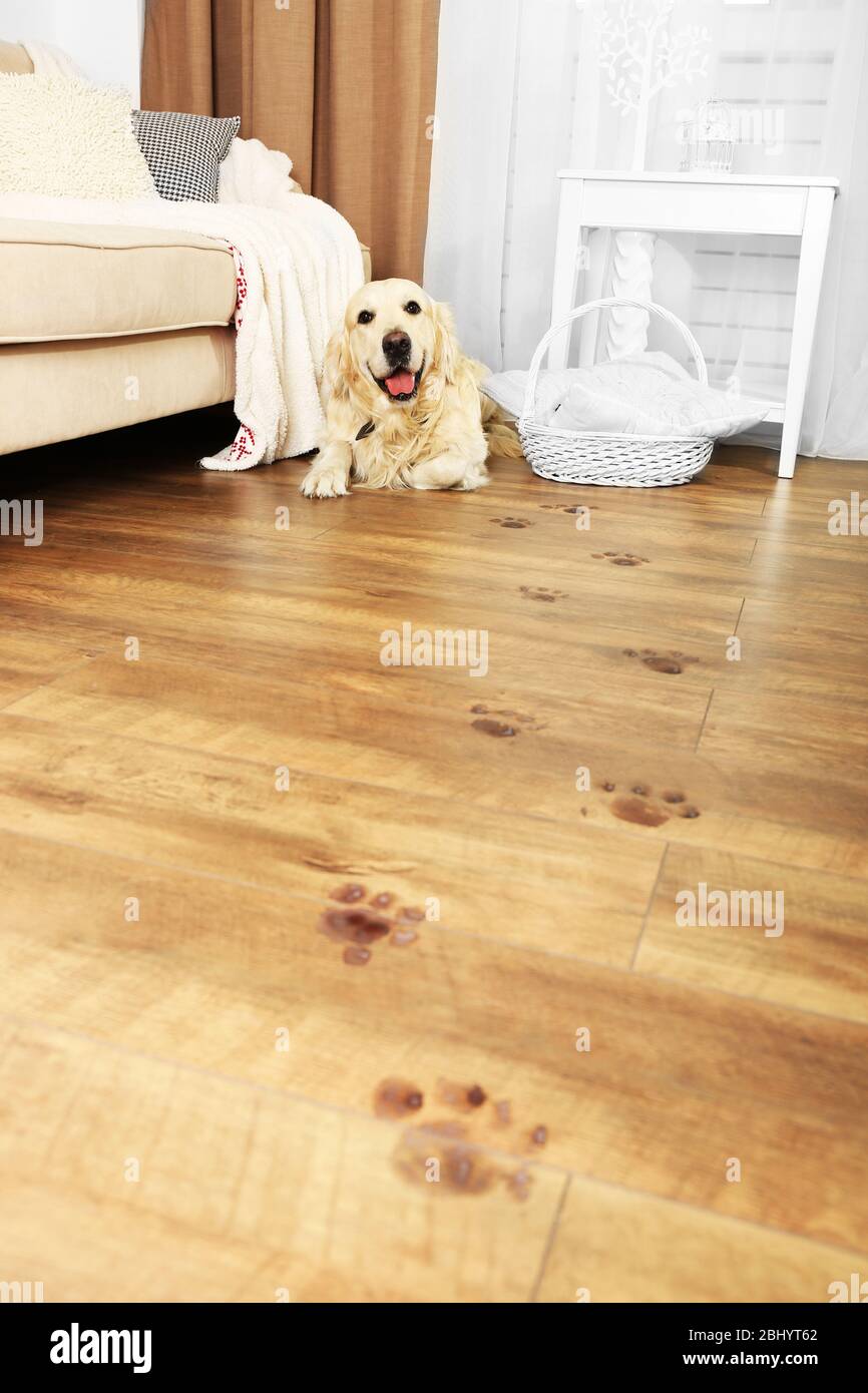 Cute Labrador and muddy paw prints on wooden floor in room Stock Photo