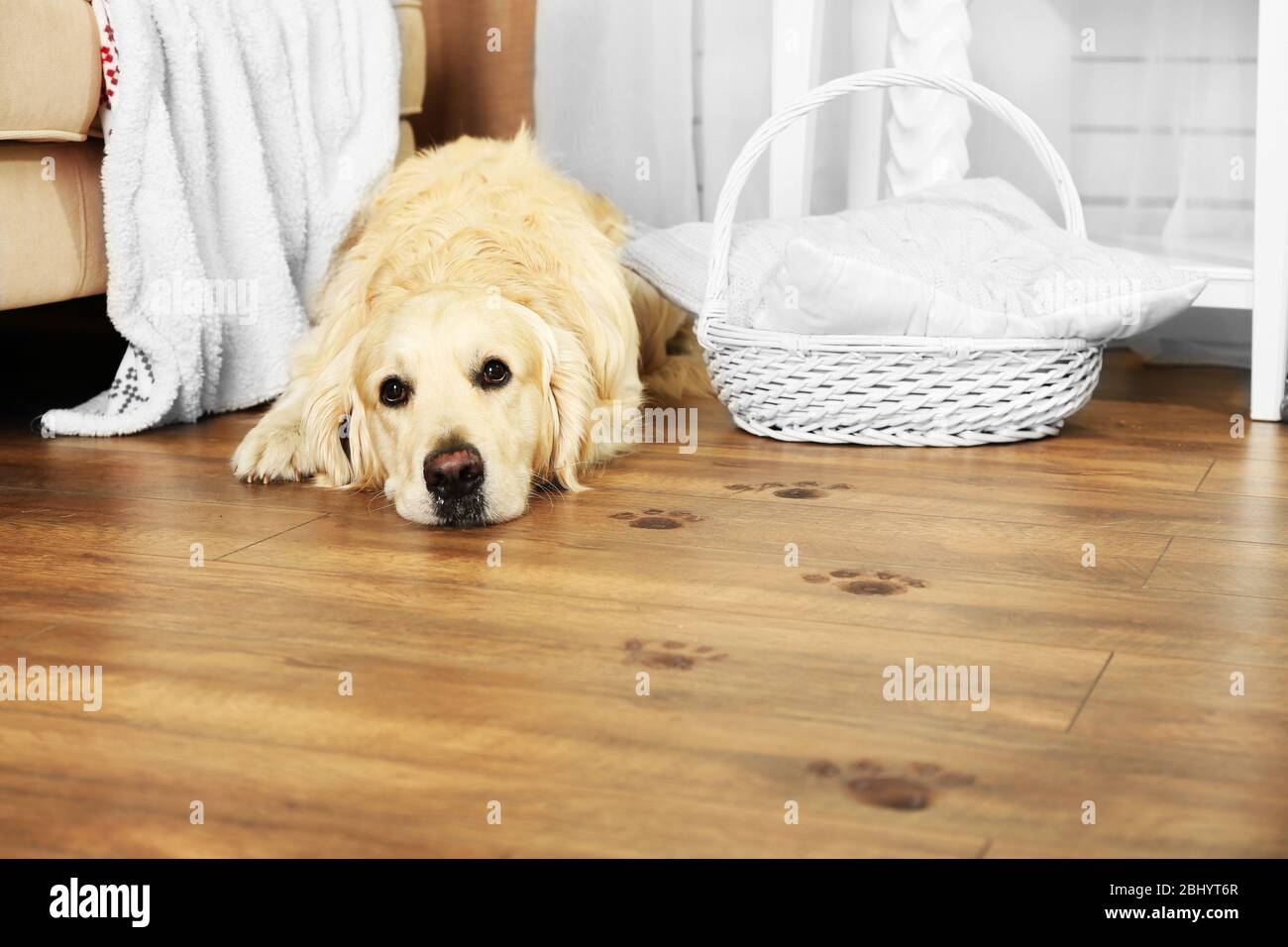 Cute Labrador and muddy paw prints on wooden floor in room Stock Photo