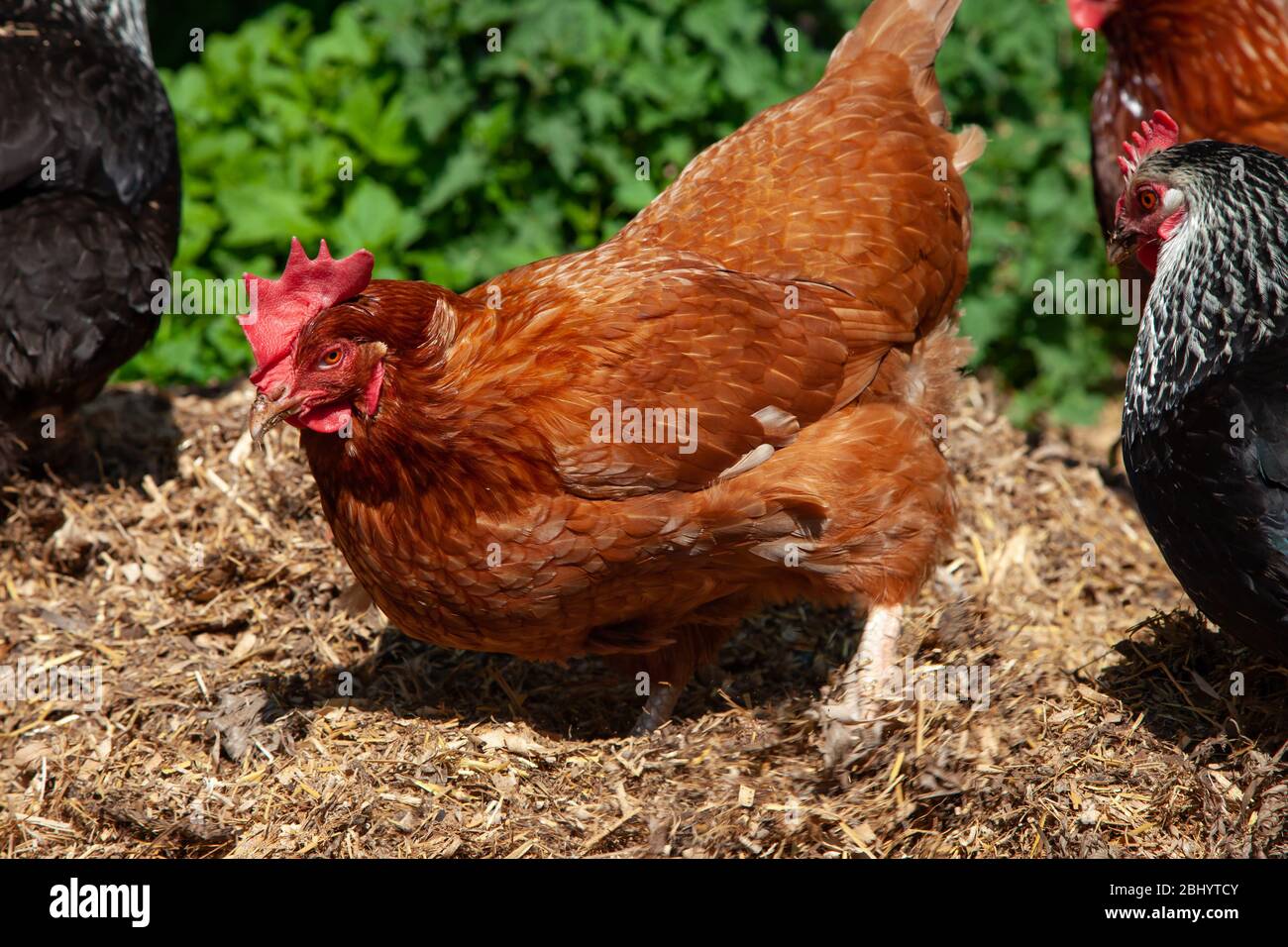 Free Range hens searching for food in back garden. British Isles. Stock Photo