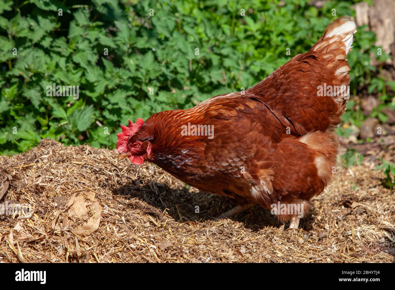 Free Range hen searching for food in back garden. British Isles. Stock Photo