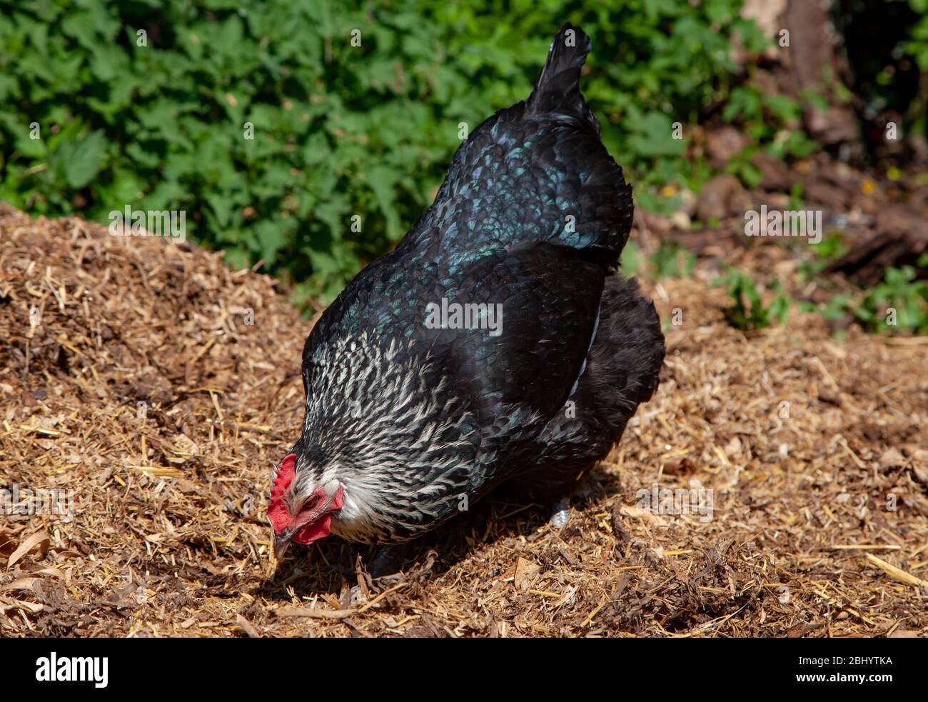 Free Range hen searching for food in back garden. British Isles. Stock Photo