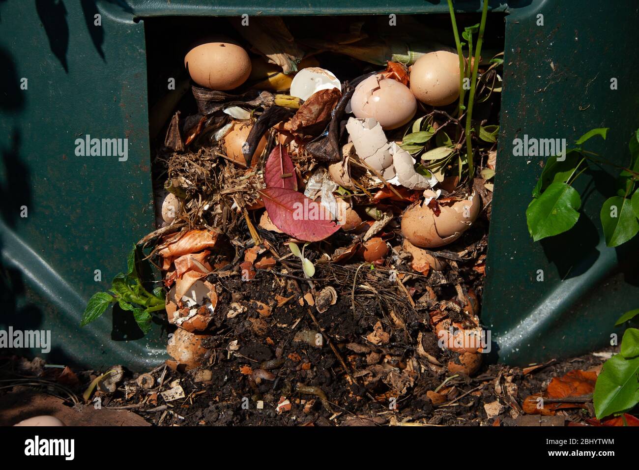Food waste in compost bin. British Isles Stock Photo Alamy