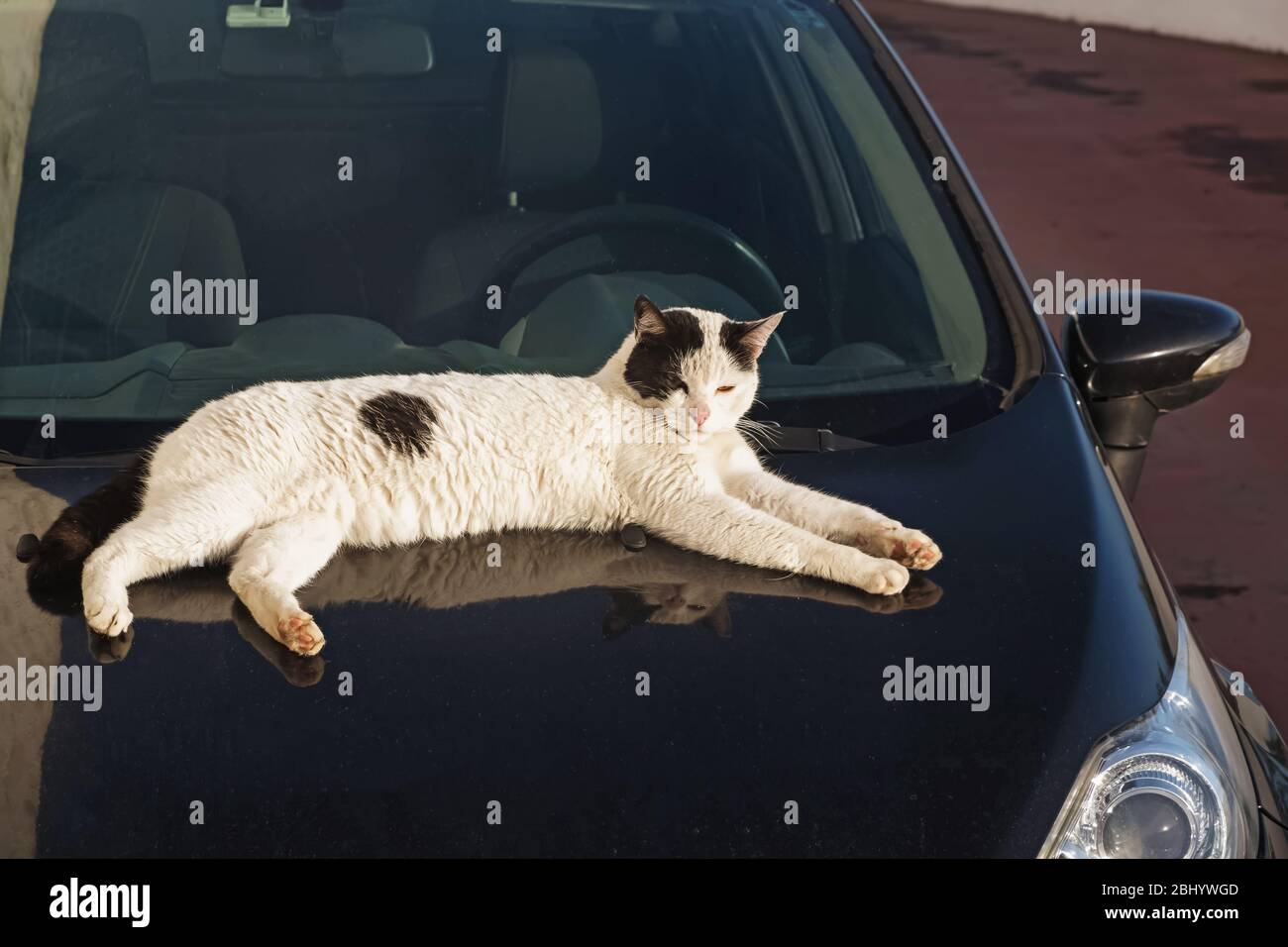 Lazy sleepy cat lying on the car Stock Photo