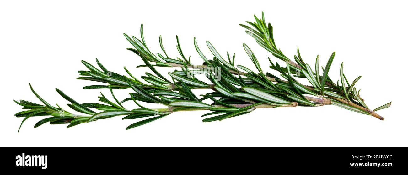 Closeup of rosemary. Isolated over white background Stock Photo - Alamy