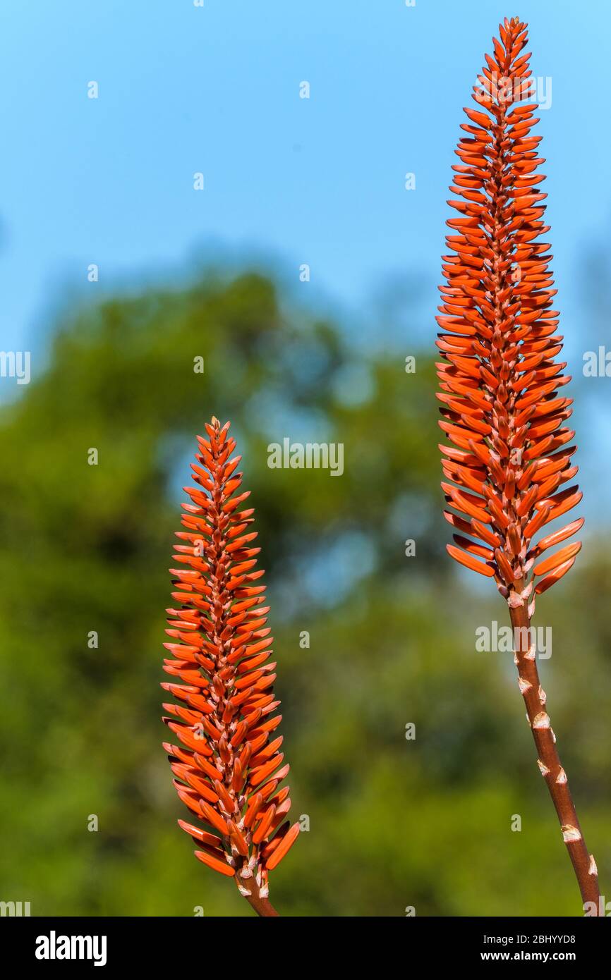 Impressive flowers of the aloe plant an iconic, succulent flora species photographed at Australia Zoo in Queensland. Stock Photo