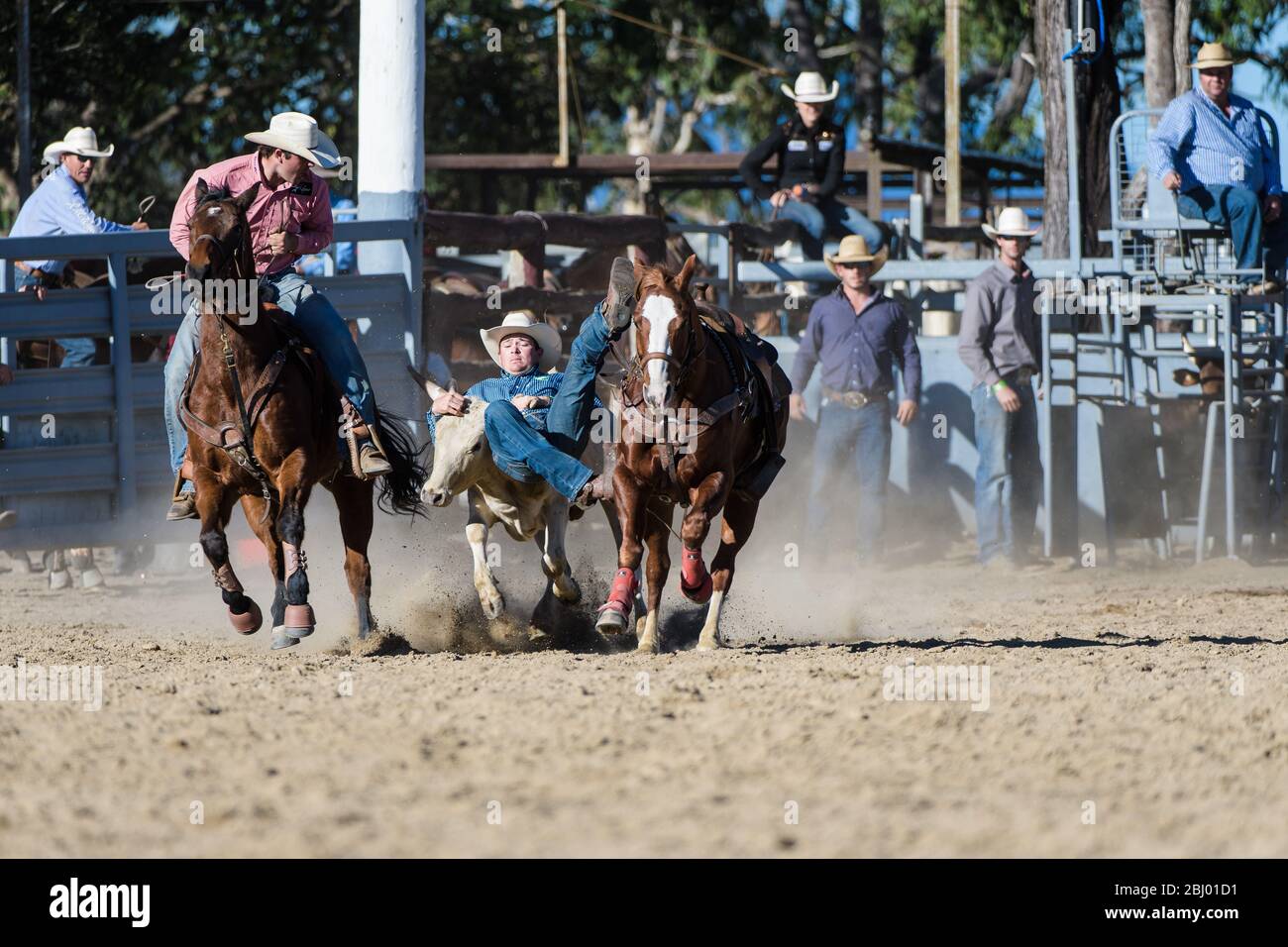 Team steer wrestling rodeo event with cowboy leaping from his horse onto the running steer at the Mareeba Rodeo in Australia. Stock Photo