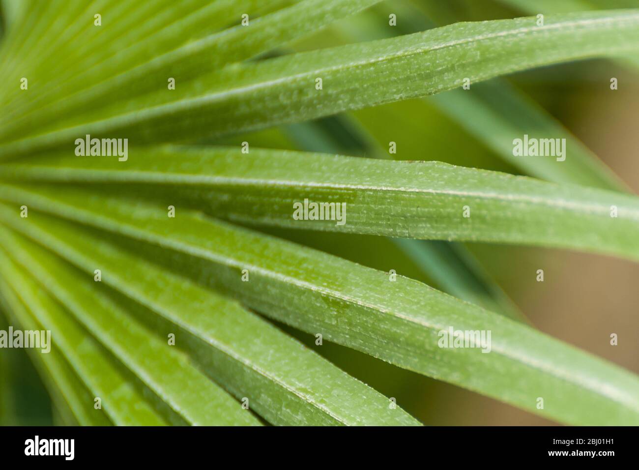 The fan leaves of a palm tree Stock Photo Alamy