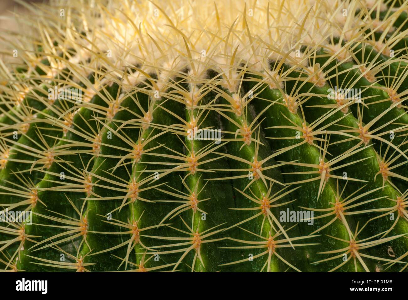 The spines of a gold ball cactus Stock Photo