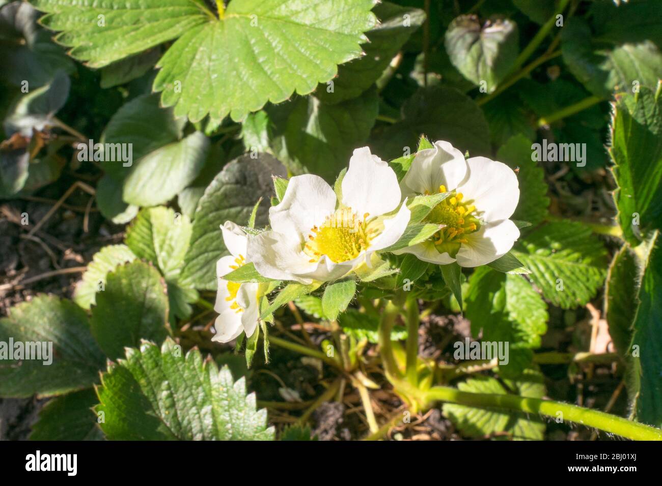 Detailed image of the flowers of a strawberry plant (Fragaria × ananassa) Stock Photo