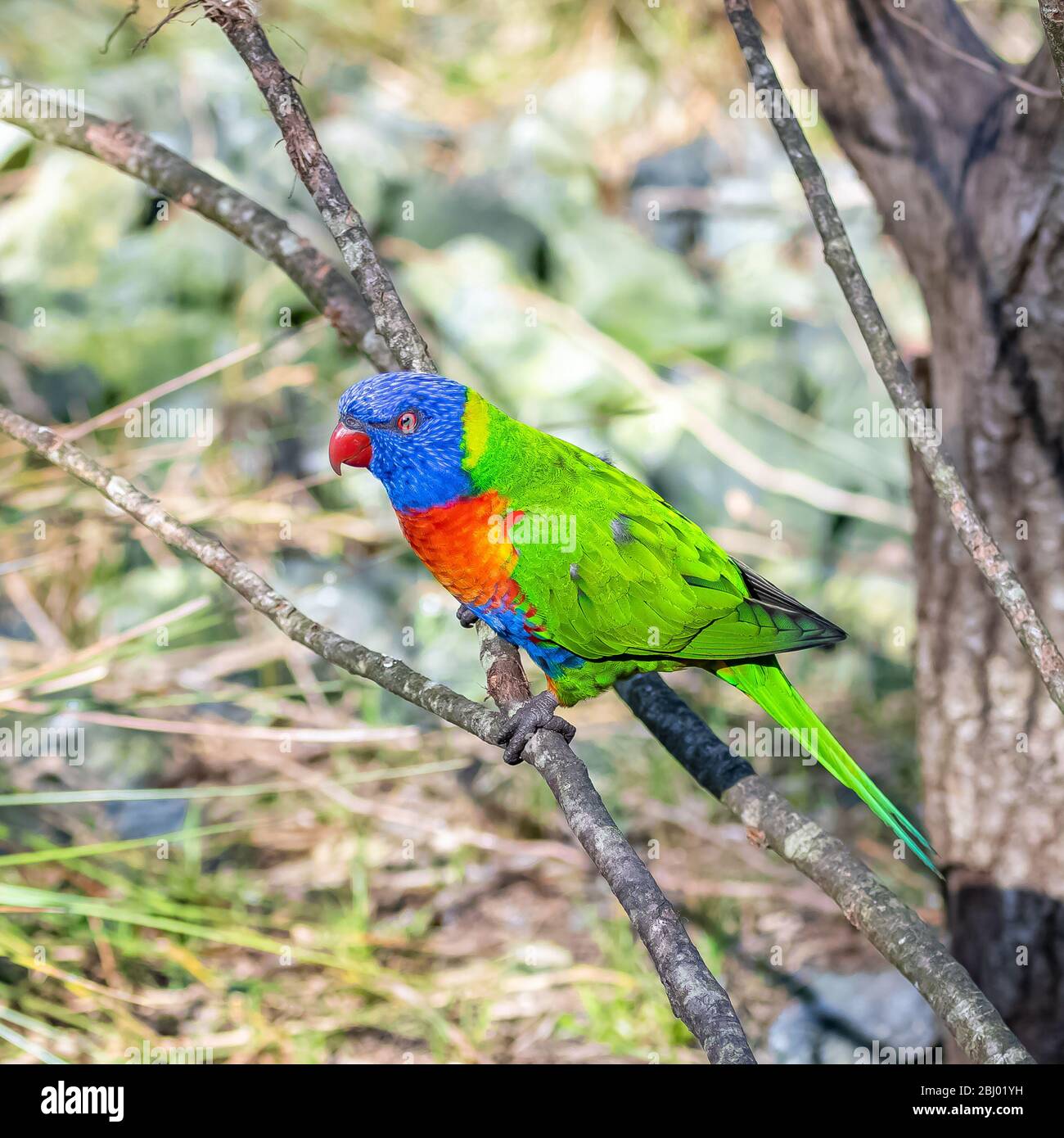 Coconut lorikeet, colorful bird perched on a branch Stock Photo